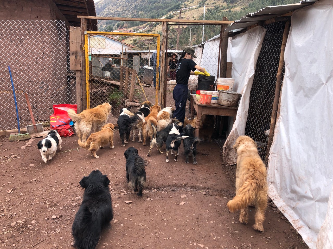 4th November Cusco and the Dog Rescue&nbsp;centre