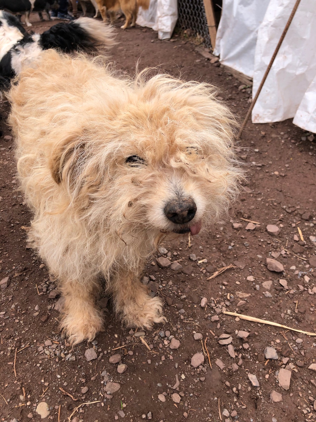 5th December – Day 2 at the rescue&nbsp;centre